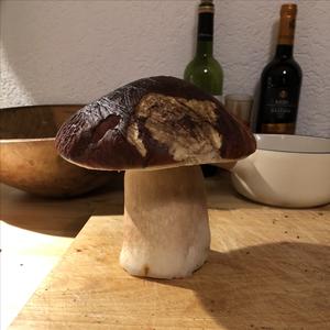 King Bolete