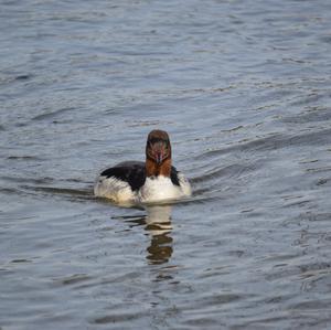 Common Merganser