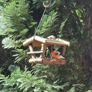 Eurasian Bullfinch