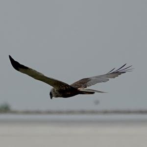 Western Marsh-harrier