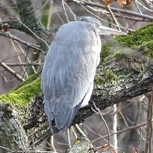 Grey Heron