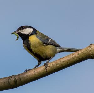 Great Tit