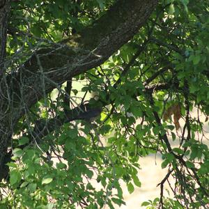 Spotted Nutcracker