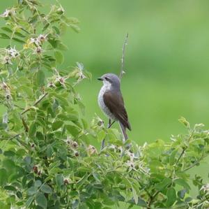 Red-backed Shrike