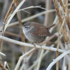 Winter Wren