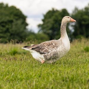 Greylag Goose
