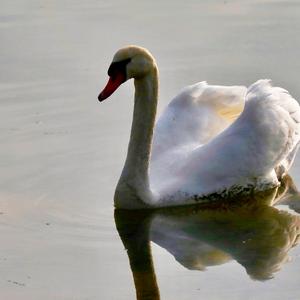 Mute Swan