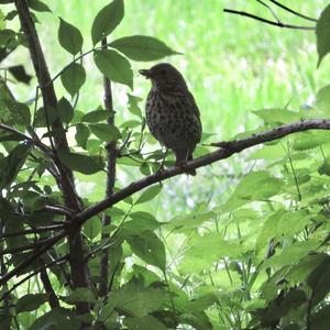 Song Thrush