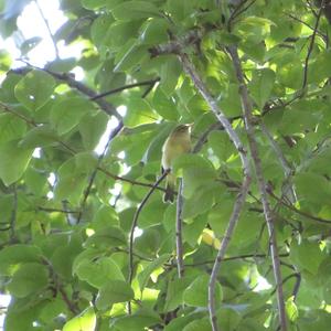 Common Chiffchaff