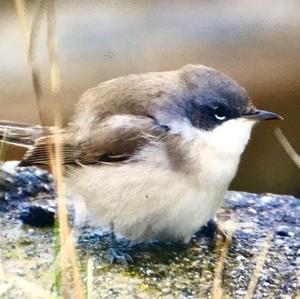 Lesser Whitethroat