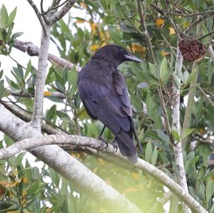 Carrion Crow