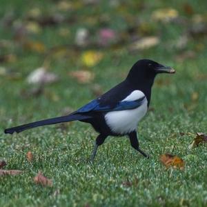 Black-billed Magpie