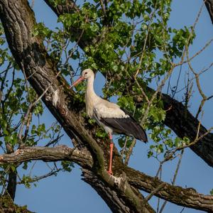 White Stork