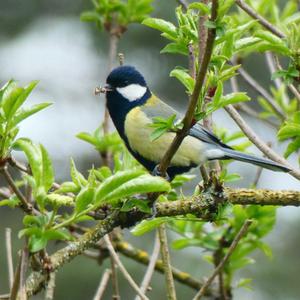 Great Tit