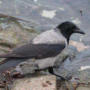 Hooded Crow