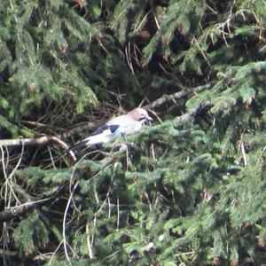 Eurasian Jay