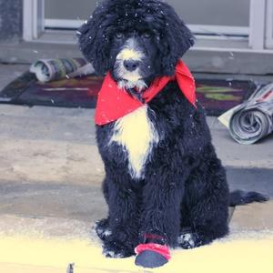 Portuguese Water Dog