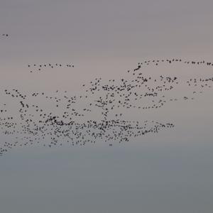 Barnacle Goose