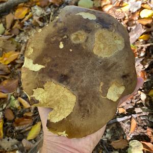 King Bolete