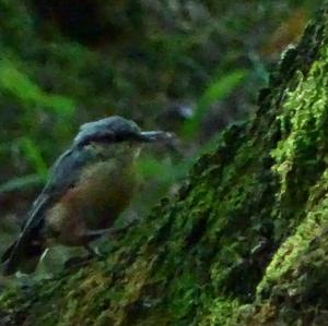 Wood Nuthatch