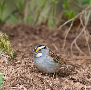 White-throated Sparrow