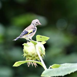 European Goldfinch