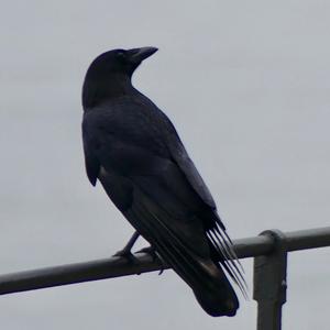 Carrion Crow