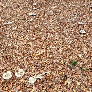 Cloudy Clitocybe