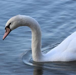 Mute Swan