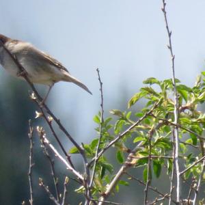 House Sparrow