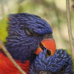 Rainbow Lorikeet