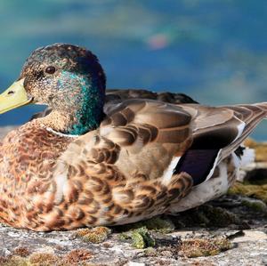 Mallard