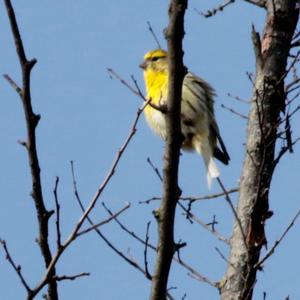 European Serin