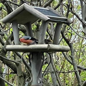 Eurasian Bullfinch