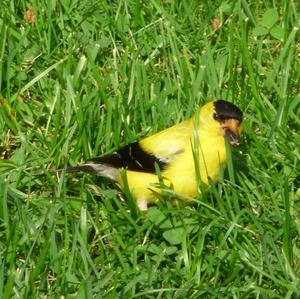 American Goldfinch