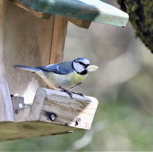 Blue Tit