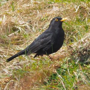 Eurasian Blackbird