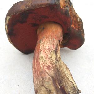 Scarlet-stemmed Bolete