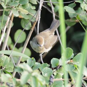 Blackcap