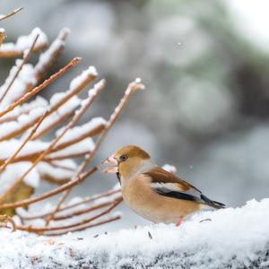 Hawfinch