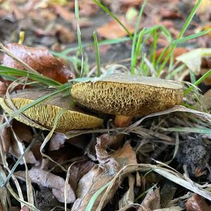 Jersey Cow Bolete