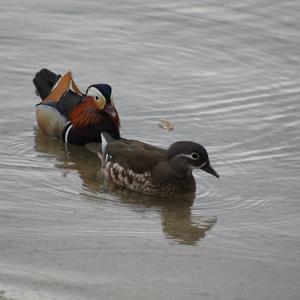 Mandarin Duck