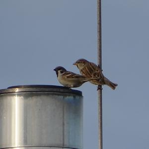 Eurasian Tree Sparrow