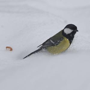 Great Tit