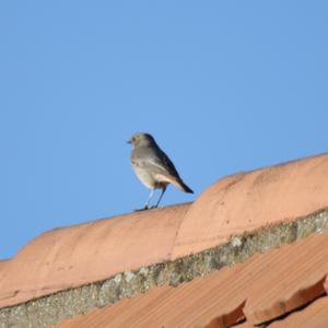 Black Redstart