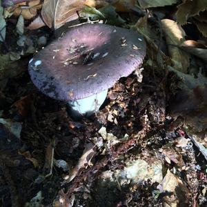 Shellfish-scented Russula