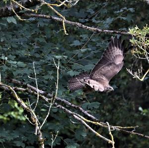 Mäusebussard