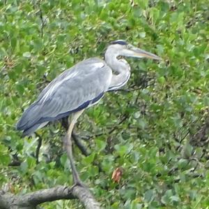 Grey Heron