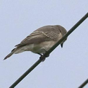 Spotted Flycatcher