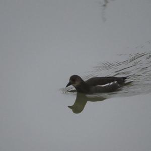 Common Moorhen